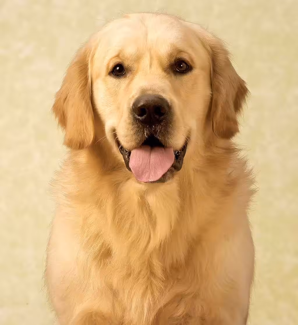 Golden retriever