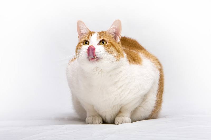Jak walczyć z otyłością u kota?