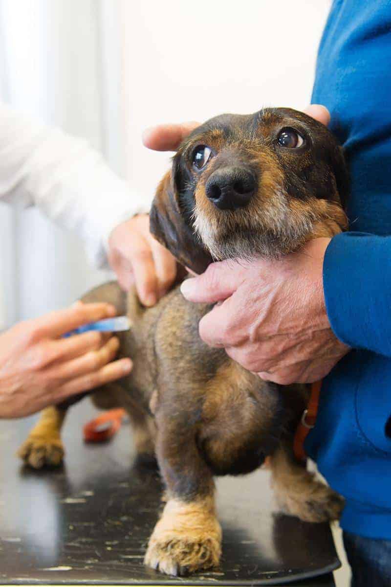 Choroby wirusowe przenoszone przez psy