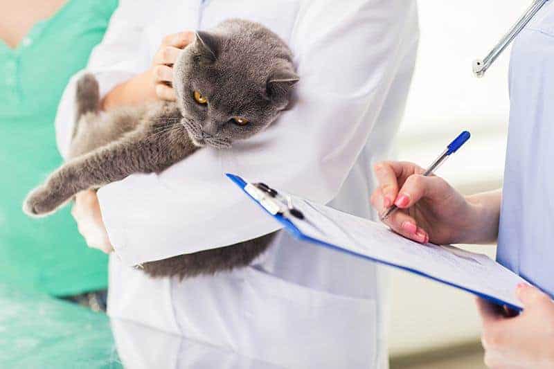 Badanie moczu u kota to ważne narzędzie diagnostyczne