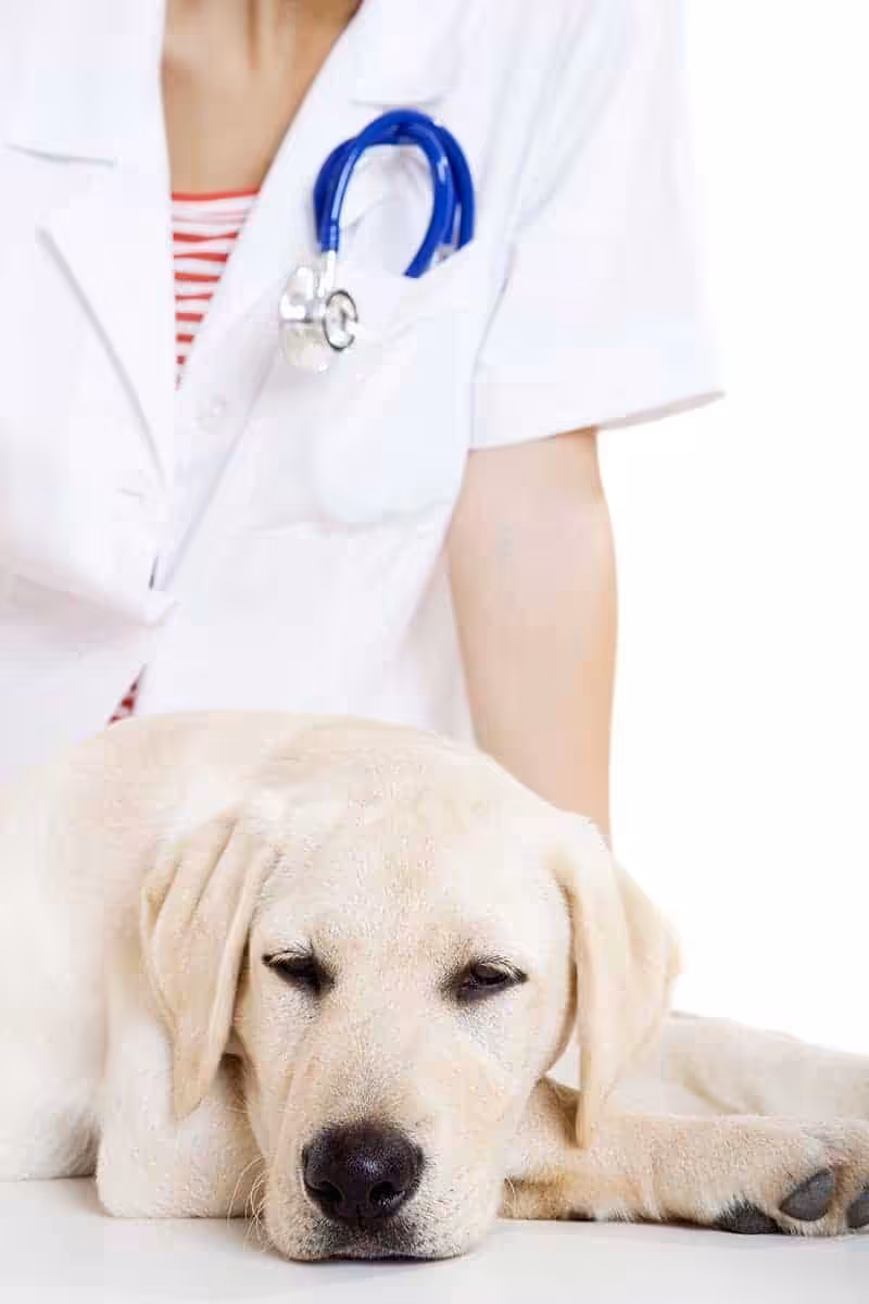 Retrievery są predysponowane do niedoczynności tarczycy