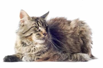 Maine Coon