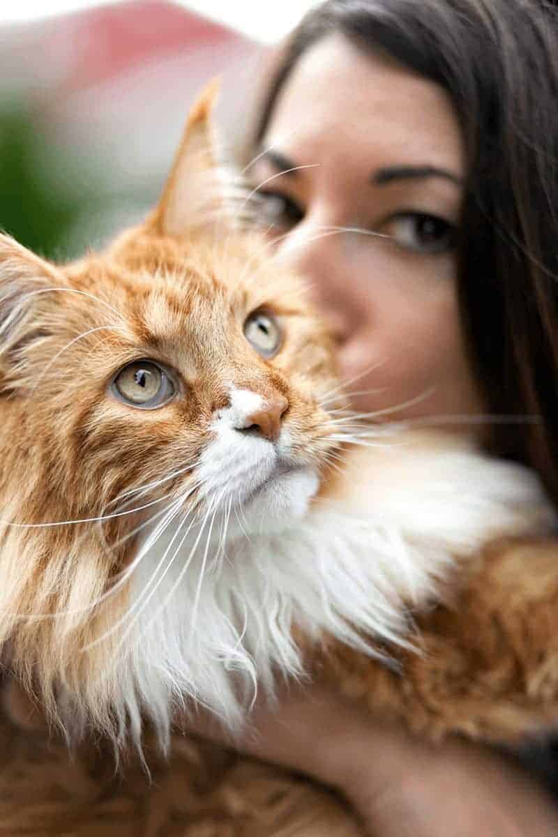 Maine Coon charakter