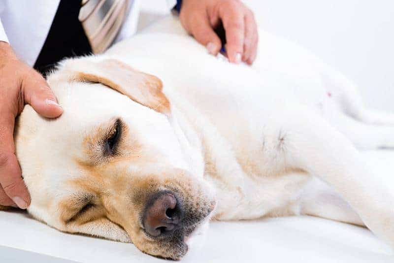 ᐅ Zapalenie mózgu u psa: objawy i leczenie [Lek wet Katarzyna Hołownia]