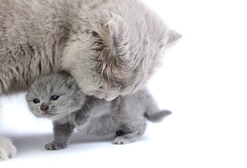 Ciąża i poród u kotów brytyjskich