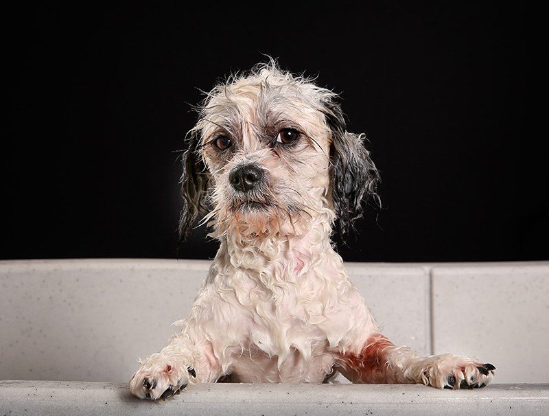 Czy można do kąpieli psa używać ludzkich szamponów?