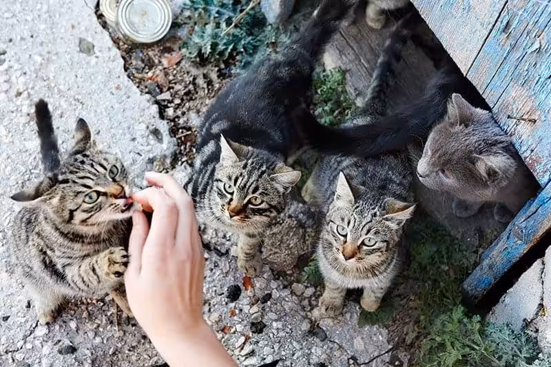 Jak oswoić dzikiego kota? Jak oswoić dzikiego kota?