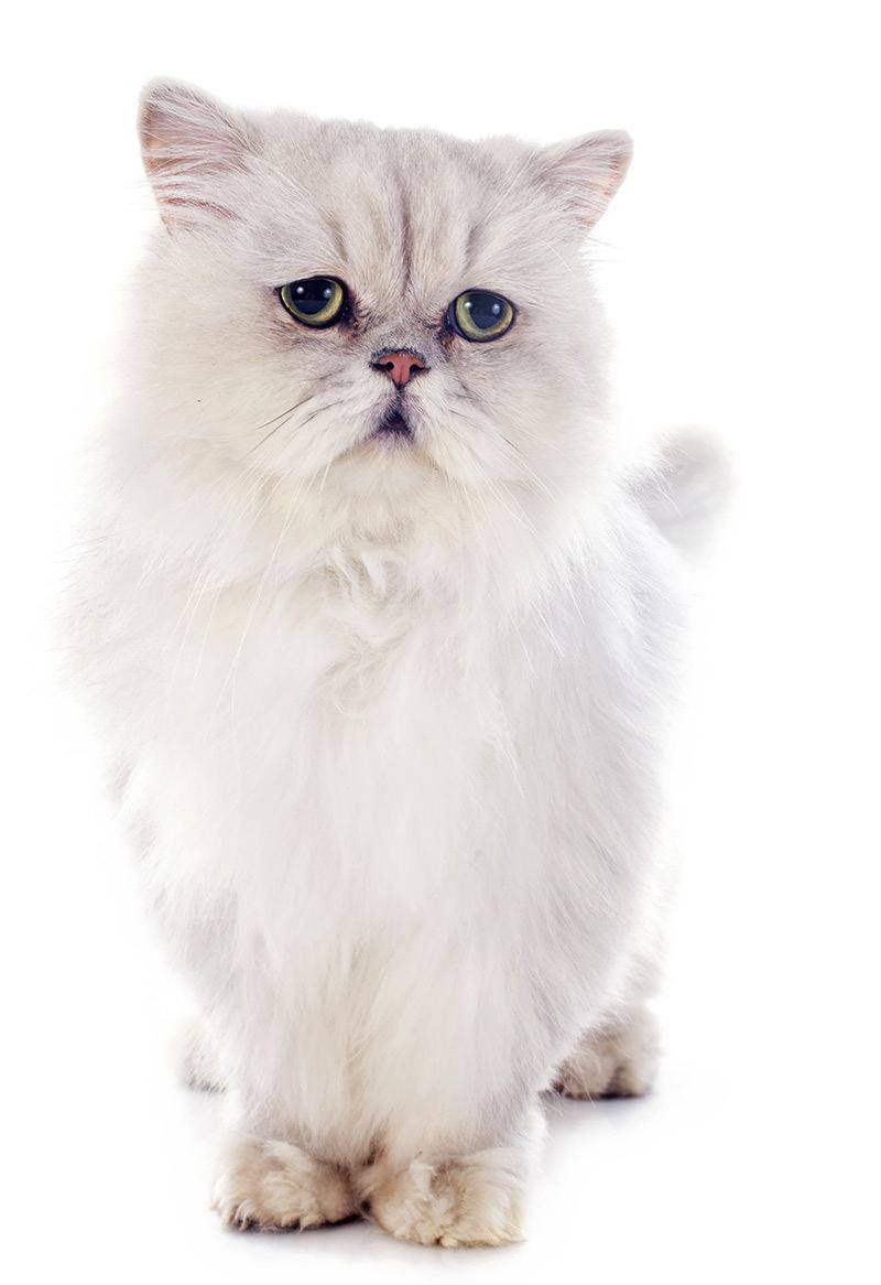 Jak wygląda kot perski?