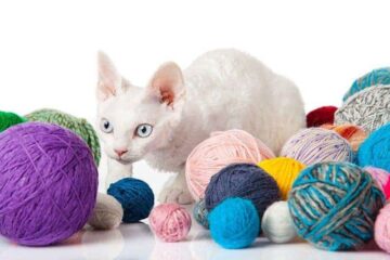 Devon rex charakter