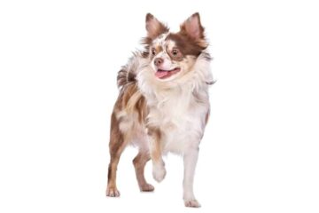 Mały pies