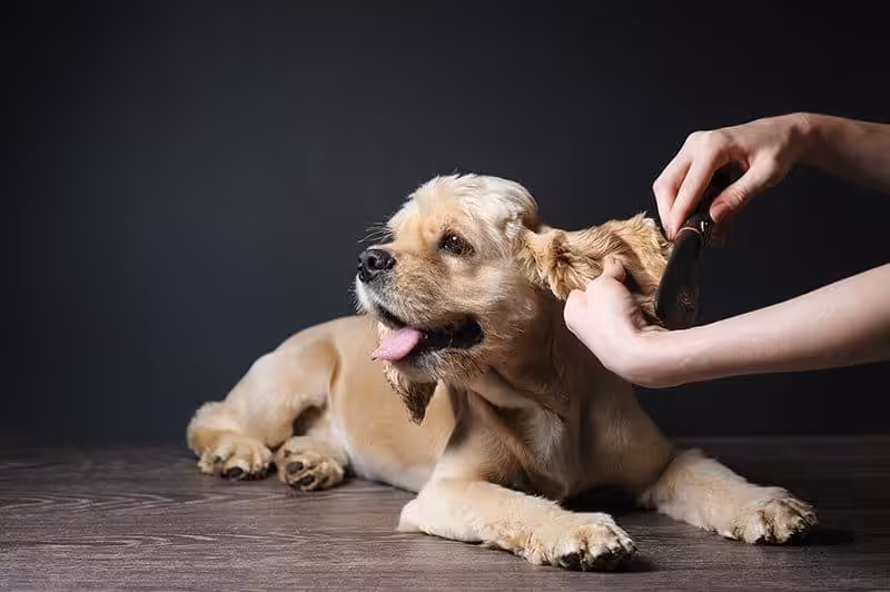 Cocker-spaniel: pielęgnacja
