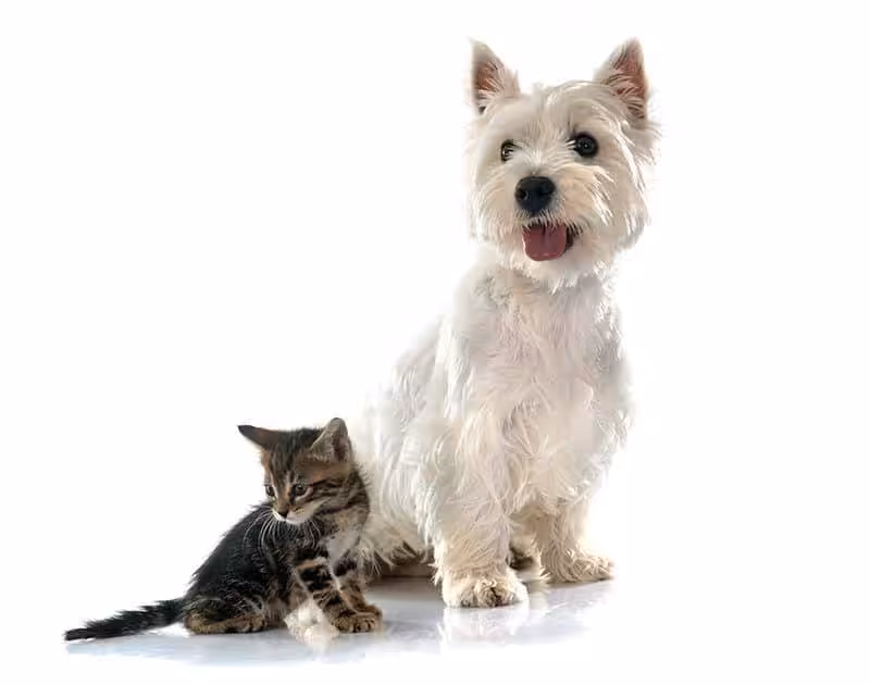 West Highland White Terrier charakter