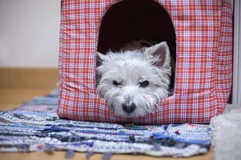 West Highland White Terrier choroby