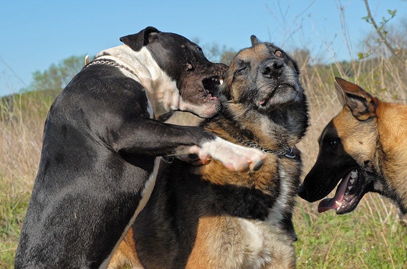 Agresja u psa wobec innych psów