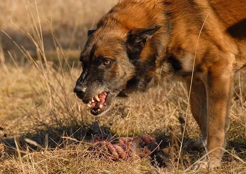 Agresja u psa: skąd się bierze i co robić gdy pies jest agresywny? - Co w Sierści Piszczy Agresja terytorialna u psa