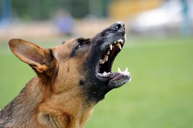 Agresja u psa: skąd się bierze i co robić gdy pies jest agresywny? - Co w Sierści Piszczy Co zrobić gdy pies jest agresywny?