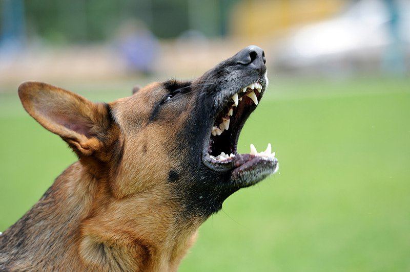 Co zrobić gdy pies jest agresywny?