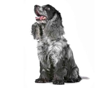 Cocker spaniel