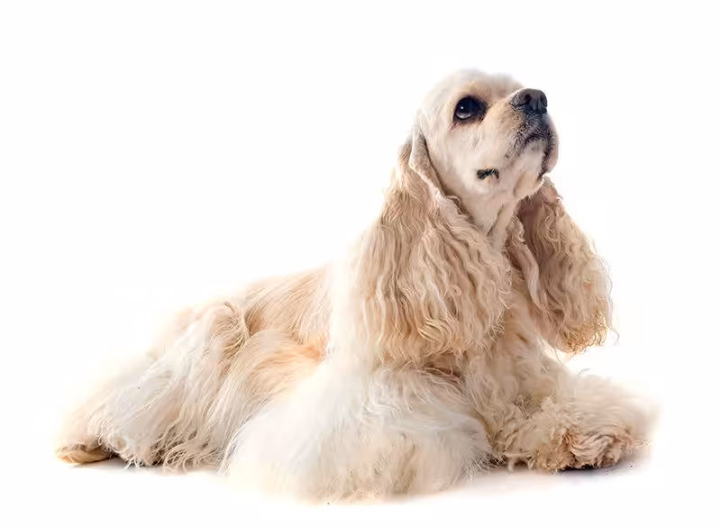 Cocker spaniel amerykański