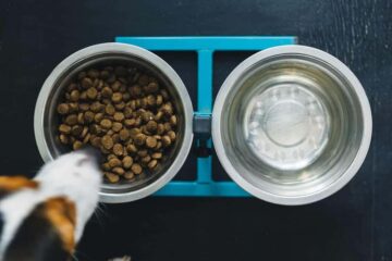 Dieta nerkowa dla psa i kota