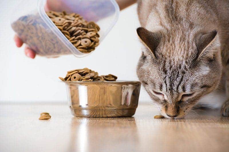 Gotowa karma dla kota z chorą wątrobą