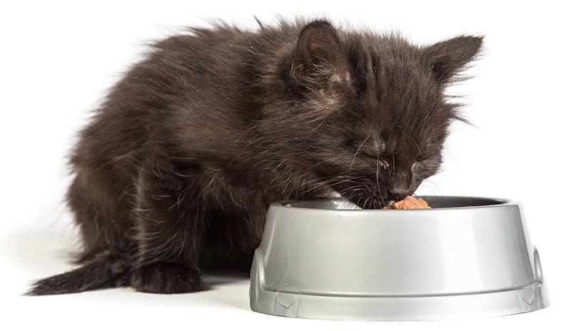 Jak zbilansować dietę dla kota i psa z chorobą wątroby?