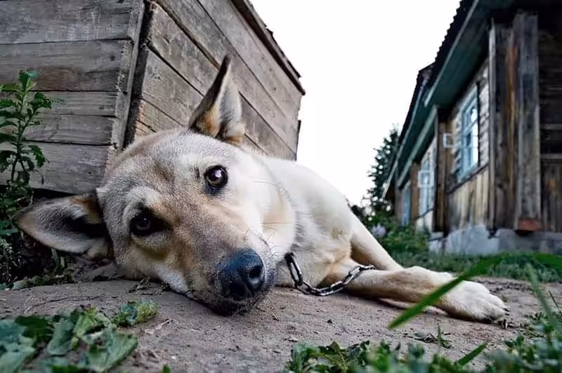 Pies na łańcuchu