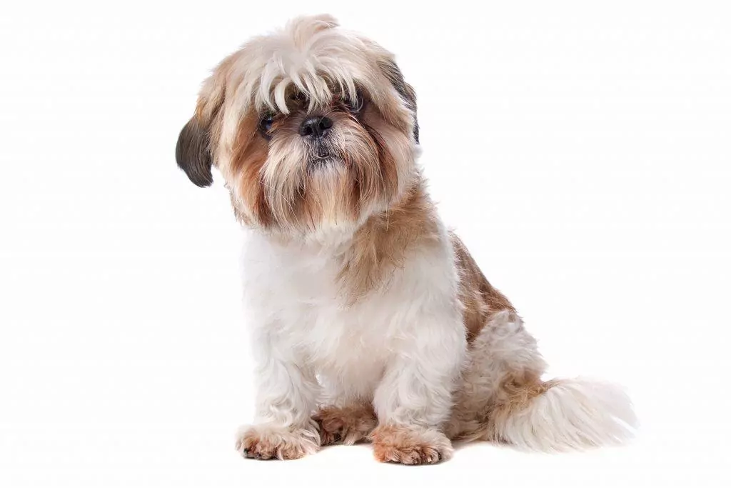 a que edad puede quedar embarazada una shih tzu