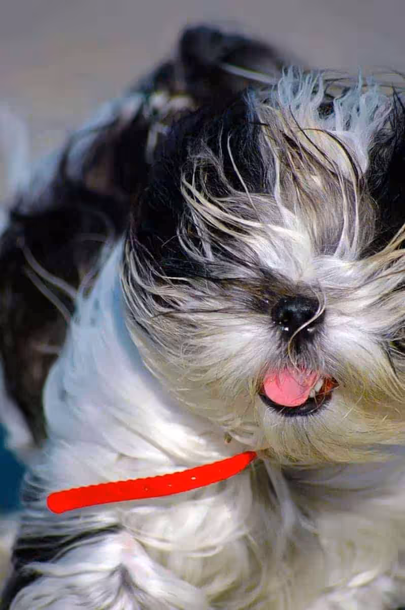 Shih tzu charakter