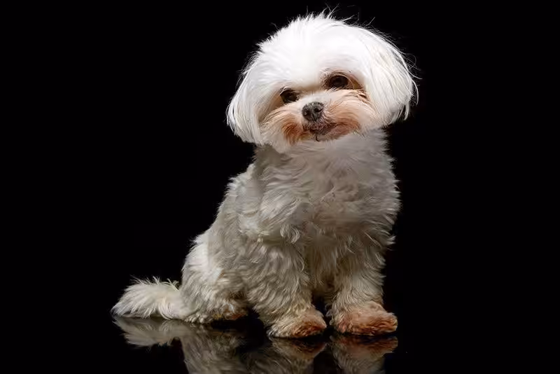 Shih tzu pielęgnacja