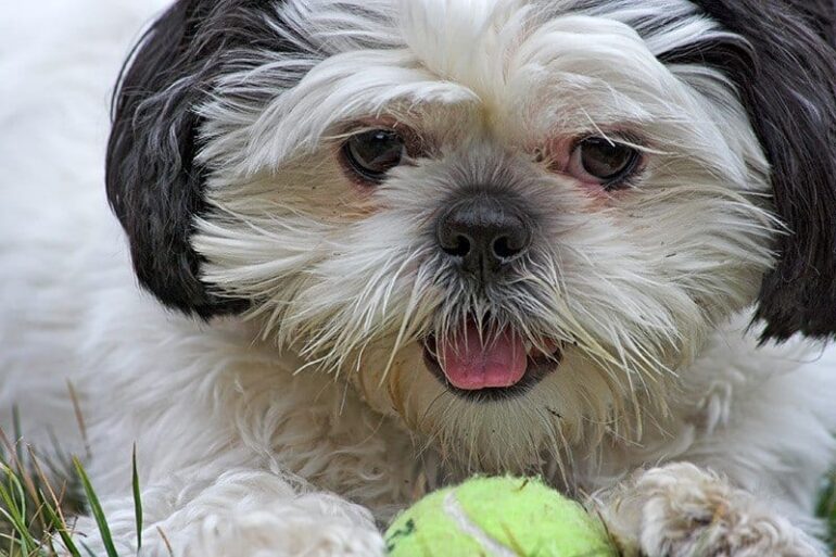 Shih tzu Opis Charakter I Choroby zalecenia Weterynarza 