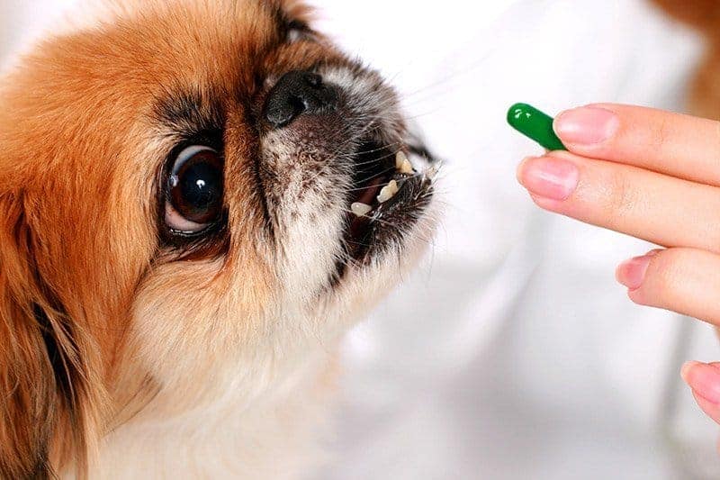 Suplementy dla psa stosowane w chorobach przewodu pokarmowego