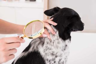 Karma dla psa/kota z problemami skóry: alergią skórną i AZS