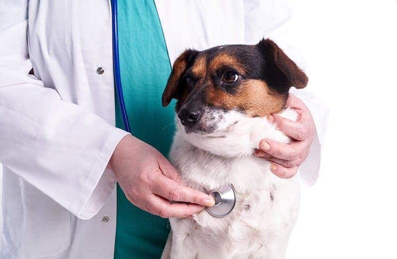 Choroby zastawek u psa i kota