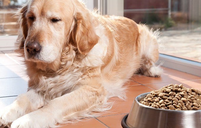 Zespół przedsionkowy u starego psa: brak apetytu