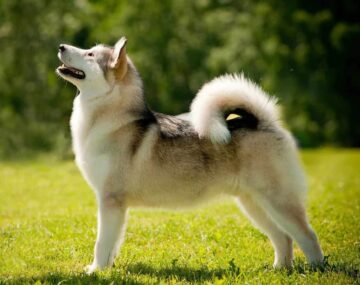 Alaskan malamute