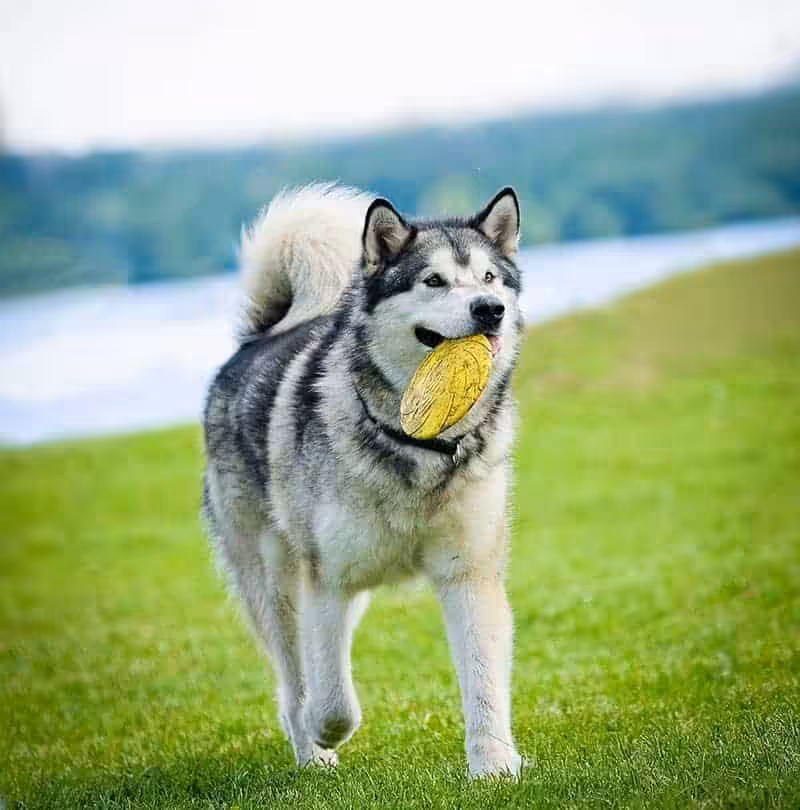 Alaskan malamute charakter