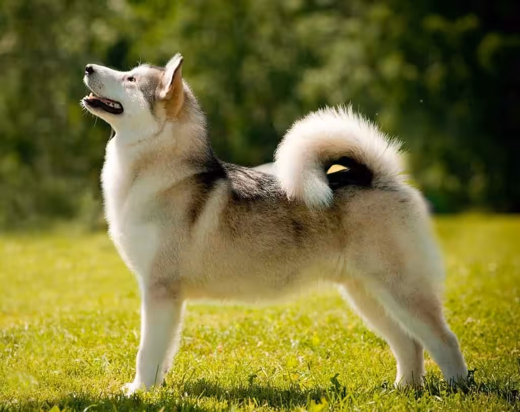 Alaskan malamute