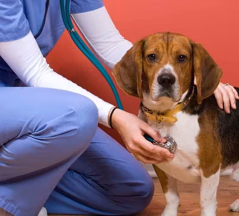Beagle: predyspozycje do chorób
