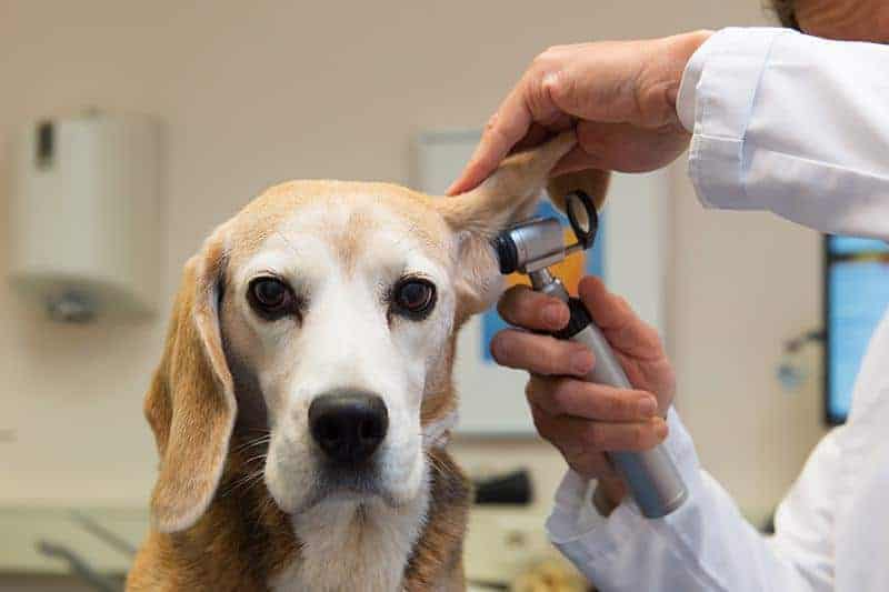 Rasa beagle jest predysponowana do chorób uszu