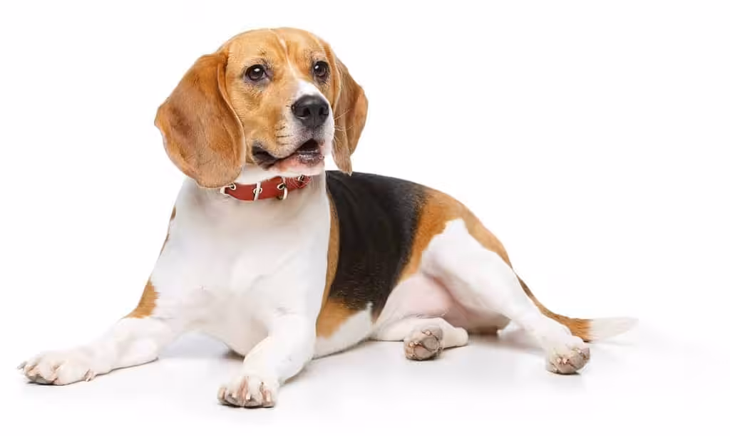 Beagle