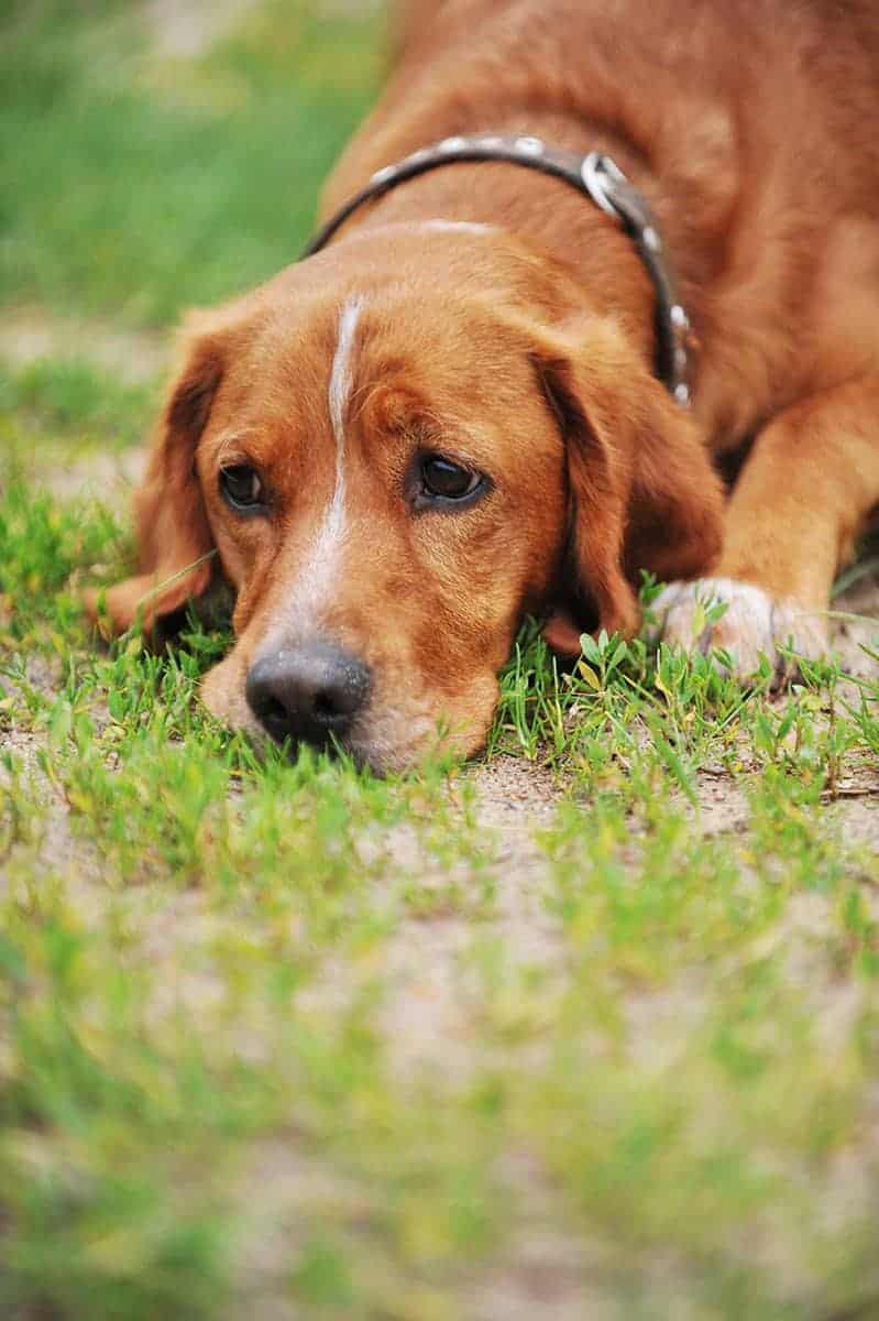 Zapalenie i niewydolność wątroby u psa