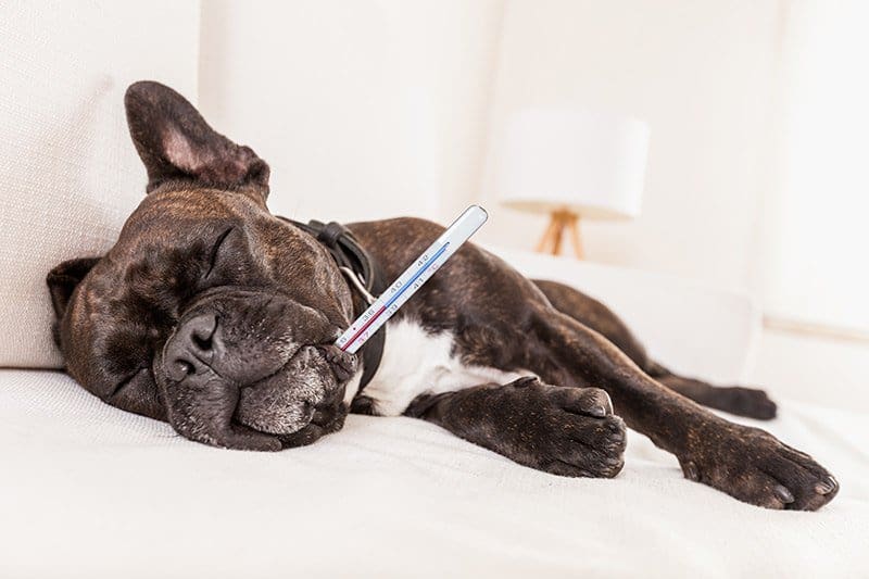 Psy z zespołem oddechowym mogą mieć podwyższoną temperaturę wewnętrzną