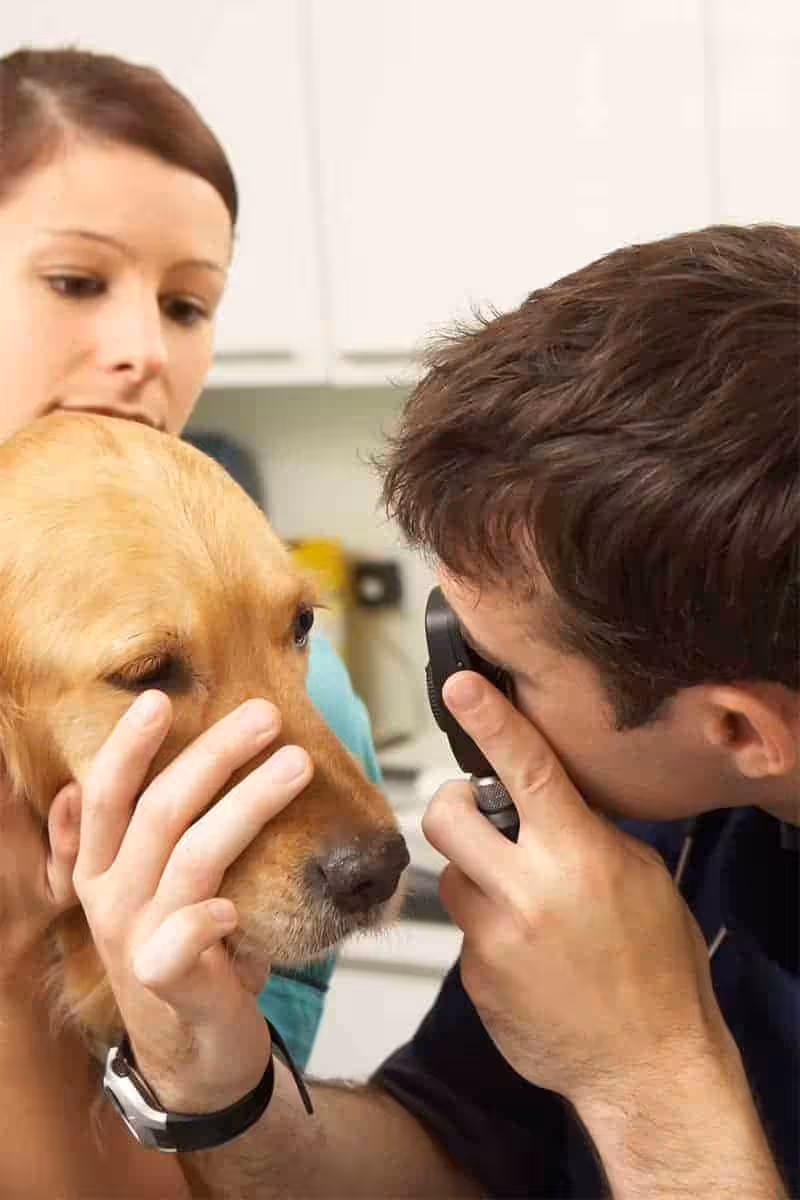 Rozpoznanie, diagnostyka różnicowa