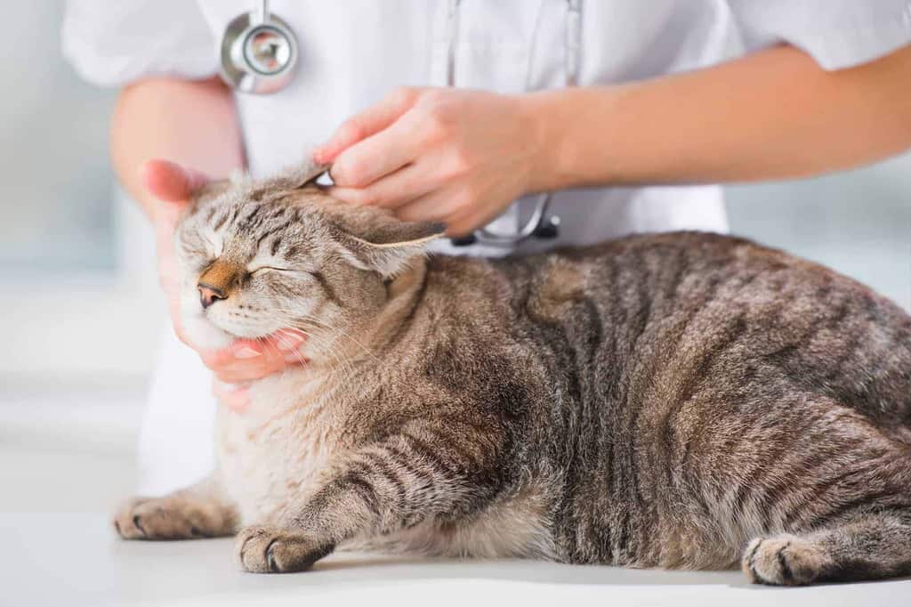 Choroby Kotów Objawy Diagnostyka I Leczenie Chorób U Kota 8887