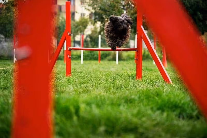 Kurs agility