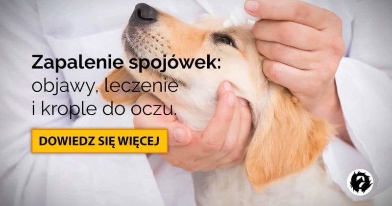 Zapalenie Spojówek U Psa Jakie Krople Do Oczu Stosować I Jak Leczyć Chorobę 1178