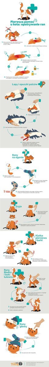 Opatrywanie ran kota Infografika Co w Sierści Piszczy