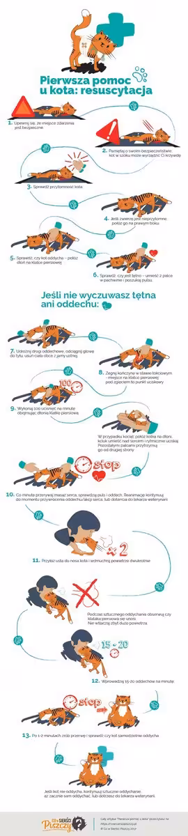 Resuscytacja kota Infografika | Co w Sierści Piszczy