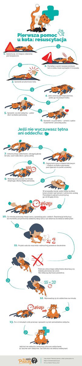 Resuscytacja kota Infografika | Co w Sierści Piszczy